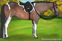 Horse Color:Bay Tobiano 