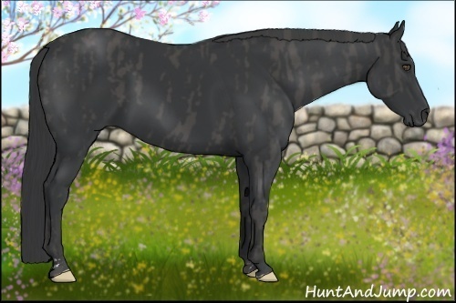 Horse Color:Black Brindle