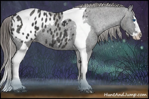 Horse Color:Black Splash Tobiano Appaloosa Brindle