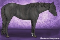 Horse Color:Black  Brindle