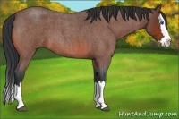 Horse Color:Bay Roan Splash