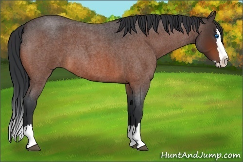 Horse Color:Bay Roan Splash 