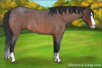 Horse Color:Bay Roan Splash