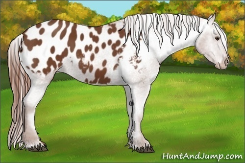 Horse Color:Chestnut Appaloosa