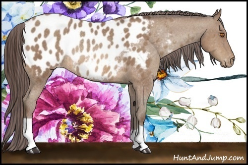 Horse Color:Sable Champagne Blanket Rabicano