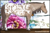 Horse Color:Sable Champagne Appaloosa Rabicano 