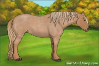 Horse Color:Red Roan 