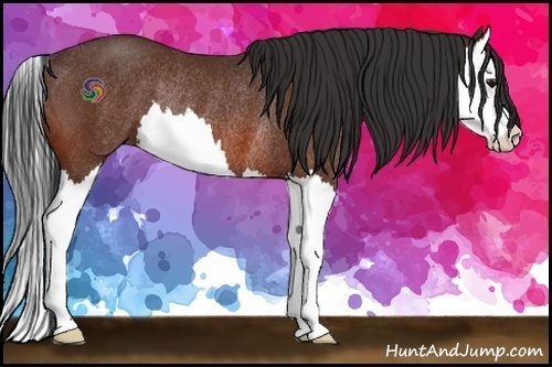 Horse Color:Bay Splash Rabicano 