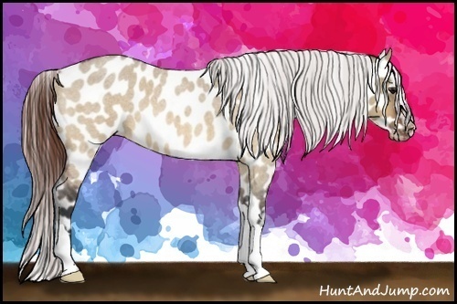 Horse Color:Bay Roan Dun Near Leopard