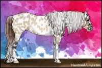 Horse Color:Bay Roan Dun Appaloosa 
