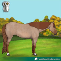 Horse Color:Red Dun Roan 