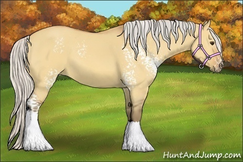 Horse Color:White Spotted Silver Bay Dun Tobiano 