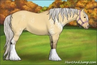 Horse Color:White Spotted Silver Bay Dun Tobiano 