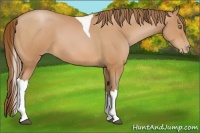 Horse Color:Bay Pearl Tobiano