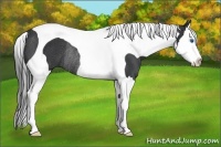 Horse Color:Black Splash Tobiano Rabicano