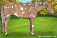 Horse Color:White Spotted Palomino Rabicano