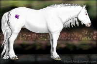 Horse Color:White Spotted Liver Chestnut Chinchilla Sabino 