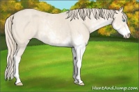 Horse Color:Perlino Sabino Brindle