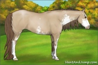 Horse Color:Grullo Pearl Sabino