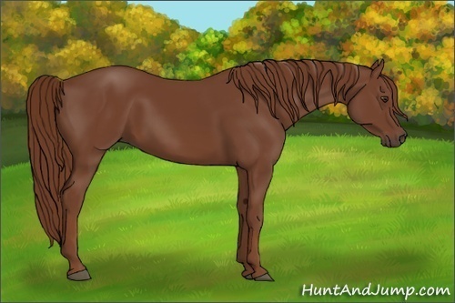 Horse Color:Chestnut 