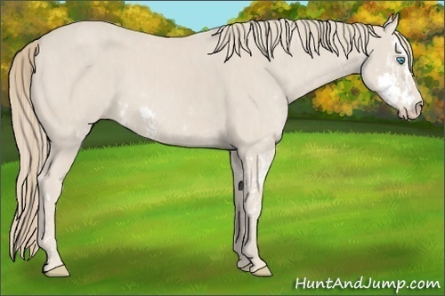 Horse Color:Smoky Creme Sabino  Brindle