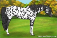 Horse Color:Black Near Leopard