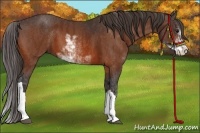 Horse Color:Bay Sabino  Brindle