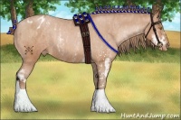 Horse Color:Bay Pearl Sabino Appaloosa  Brindle