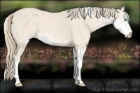 Horse Color:Perlino Sabino  Brindle