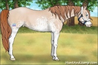 Horse Color:White Spotted Buckskin Pearl Sabino  and White Spotted Buckskin Pearl Sabino 