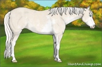 Horse Color:Cremello Sabino Brindle
