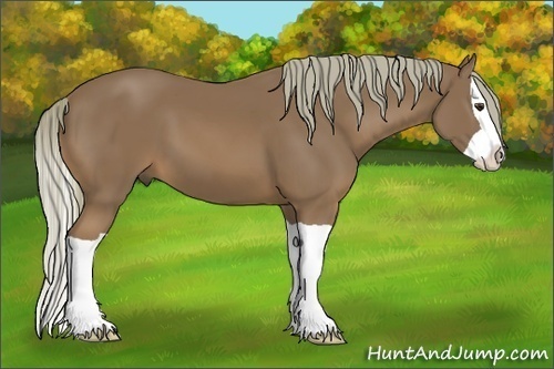 Horse Color:Chestnut Splash 