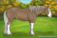 Horse Color:Chestnut Splash 