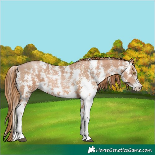 Horse Color:Chestnut Pearl Sabino  Brindle