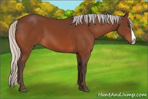 Horse Color:Silver Bay Splash 