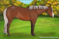 Horse Color:Silver Bay Splash 