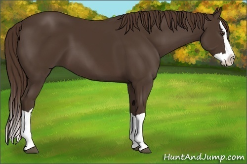 Horse Color:Liver Chestnut Splash