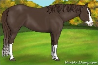 Horse Color:Liver Chestnut Splash 