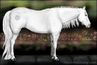 Horse Color:Silver Smoky Black Chinchilla Appaloosa Rabicano