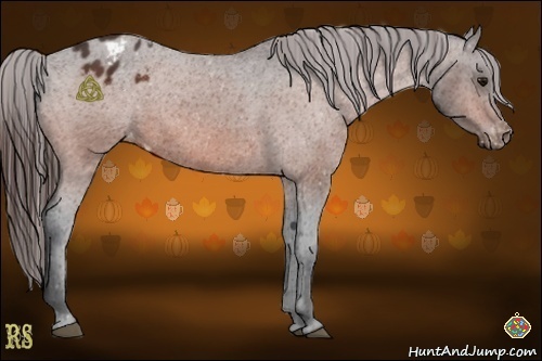 Horse Color:Bay Appaloosa Rabicano 