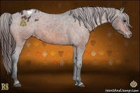 Horse Color:Bay Appaloosa Rabicano