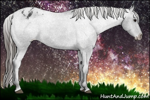 Horse Color:Black Appaloosa Rabicano