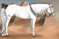 Horse Color:Silver Black Chinchilla Pearl Blanket Rabicano 