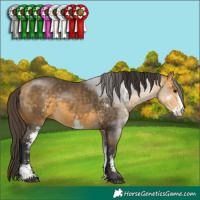 Horse Color:Buckskin Sabino Rabicano 