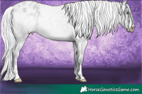 Horse Color:Silver Smoky Grullo Chinchilla Roan Appaloosa Rabicano 