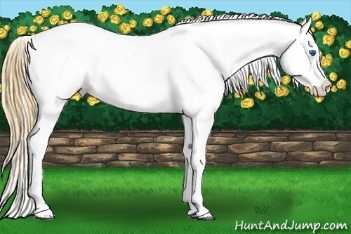 Horse Color:Smoky Black Splash Varnish Rabicano