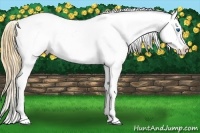 Horse Color:Smoky Black Splash Varnish Rabicano 