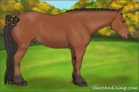 Horse Color:Bay Sabino 