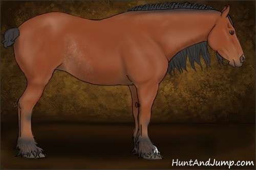 Horse Color:Bay Rabicano