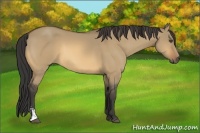 Horse Color:Buckskin Dun Sabino